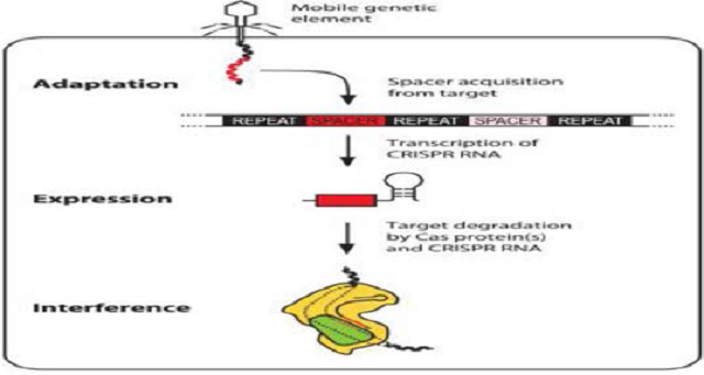 Clustered Regularly Interspaced Short Palindromic Repeats and its Associated Protein- 9: Drug Delivery and Therapeutic Applications