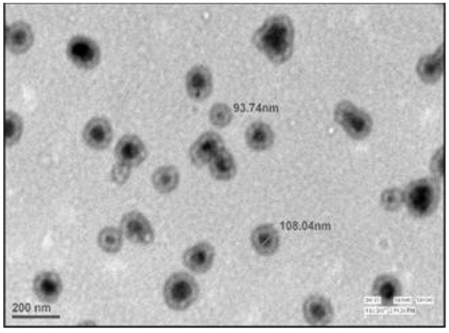 Fabrication and Evaluation of Controlled Release Transdermal Drug Delivery System of Carvedilol using Design Expert® Software for the Management of Hypertension