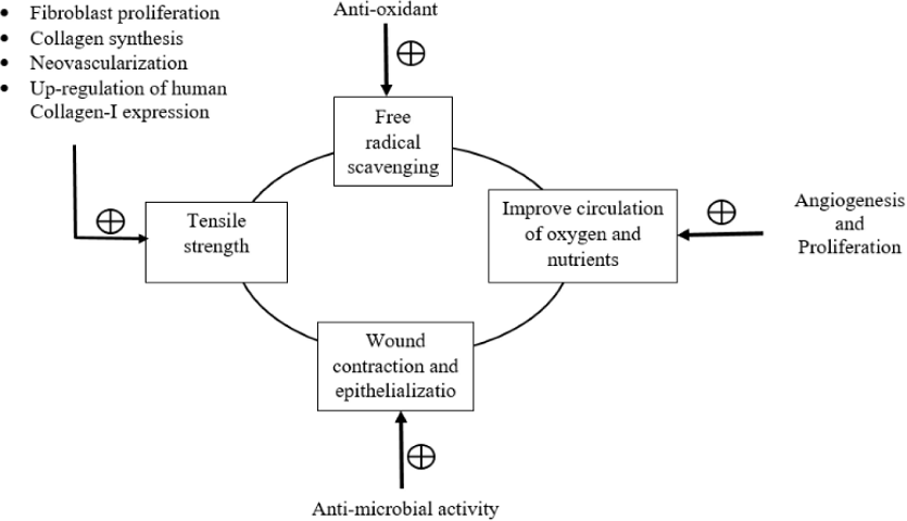 Approaches to Improve Solubility, Stability and the Clinical Potential of Andrographolide: A Review