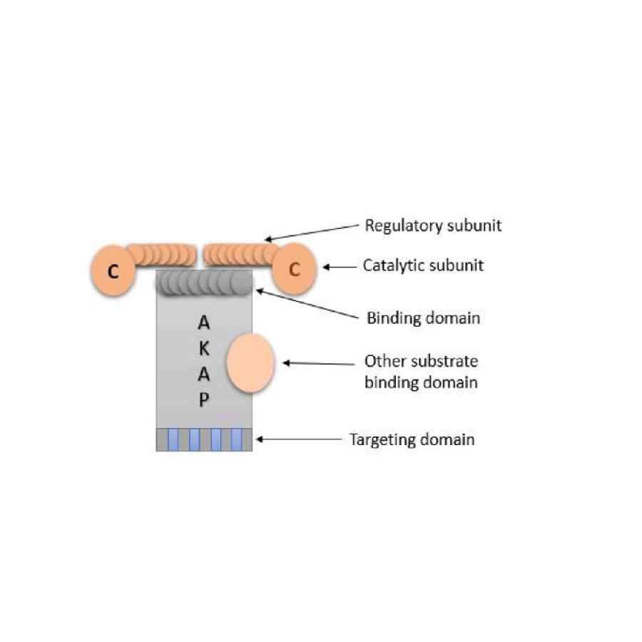 Role of A-Kinase Anchoring Proteins in Respiratory Disorder