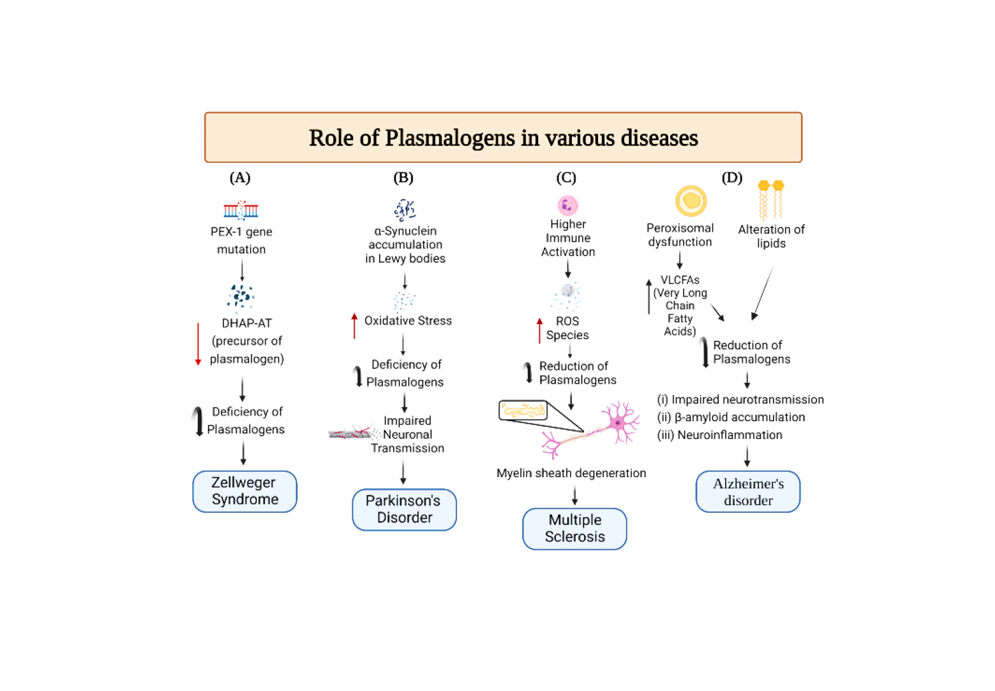 Plasmalogen as Therapeutics to Neurodegenerative Disorders