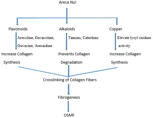Oral Submucosal Fibrosis: A Potentially Malignant Condition to be Considered