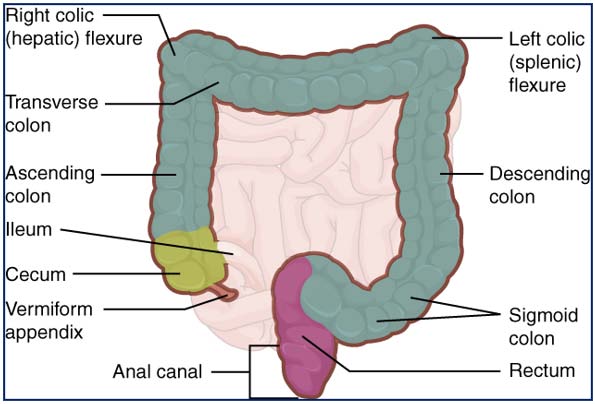 Nanotechnology Approaches for Colon Targeted Drug Delivery System: A Review