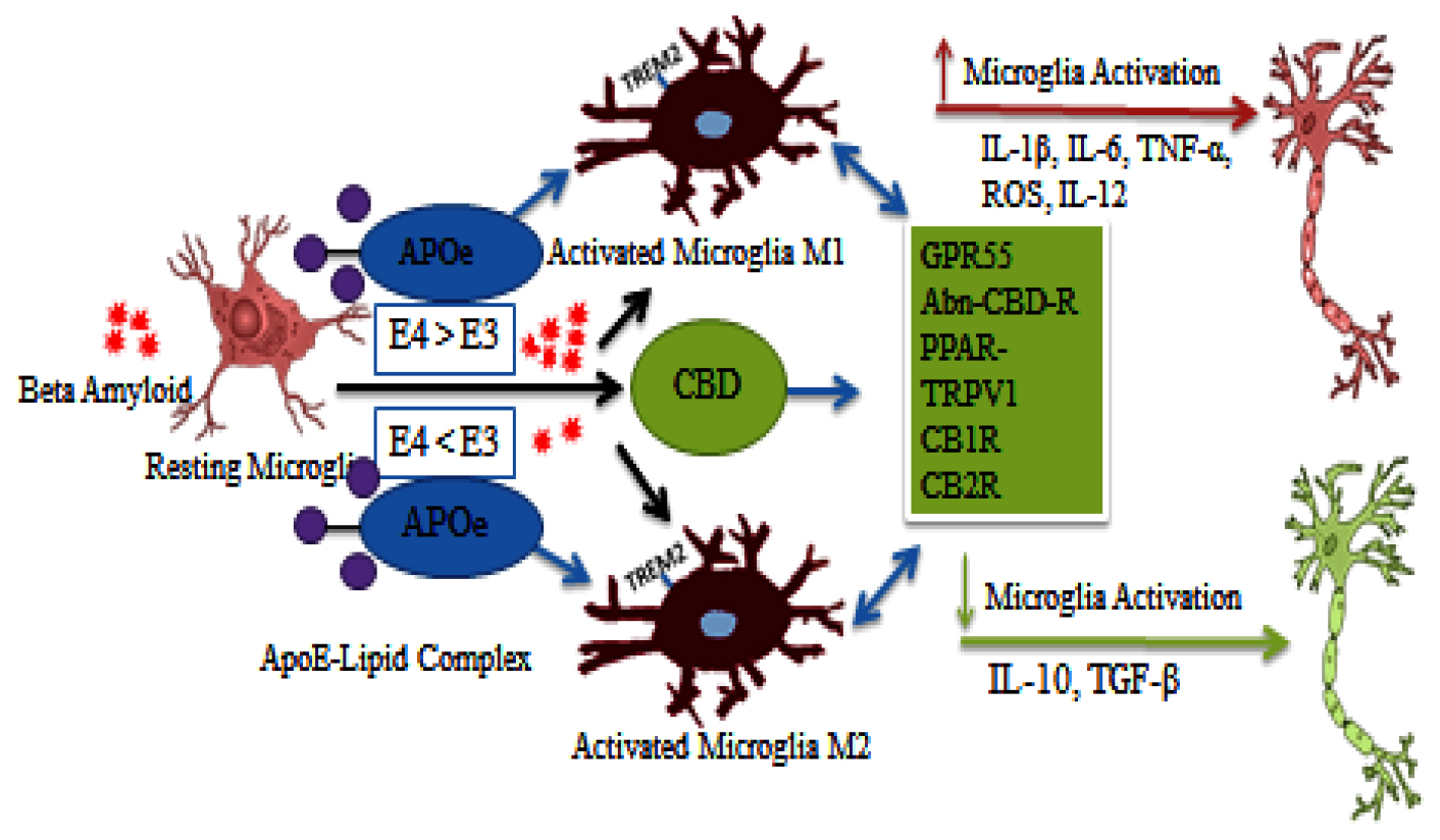Unveiling the Relationship between Cannabidiol, Apo-lipoprotein and Neurological Disorders: A Comprehensive Review of Molecular Targets and Current Findings