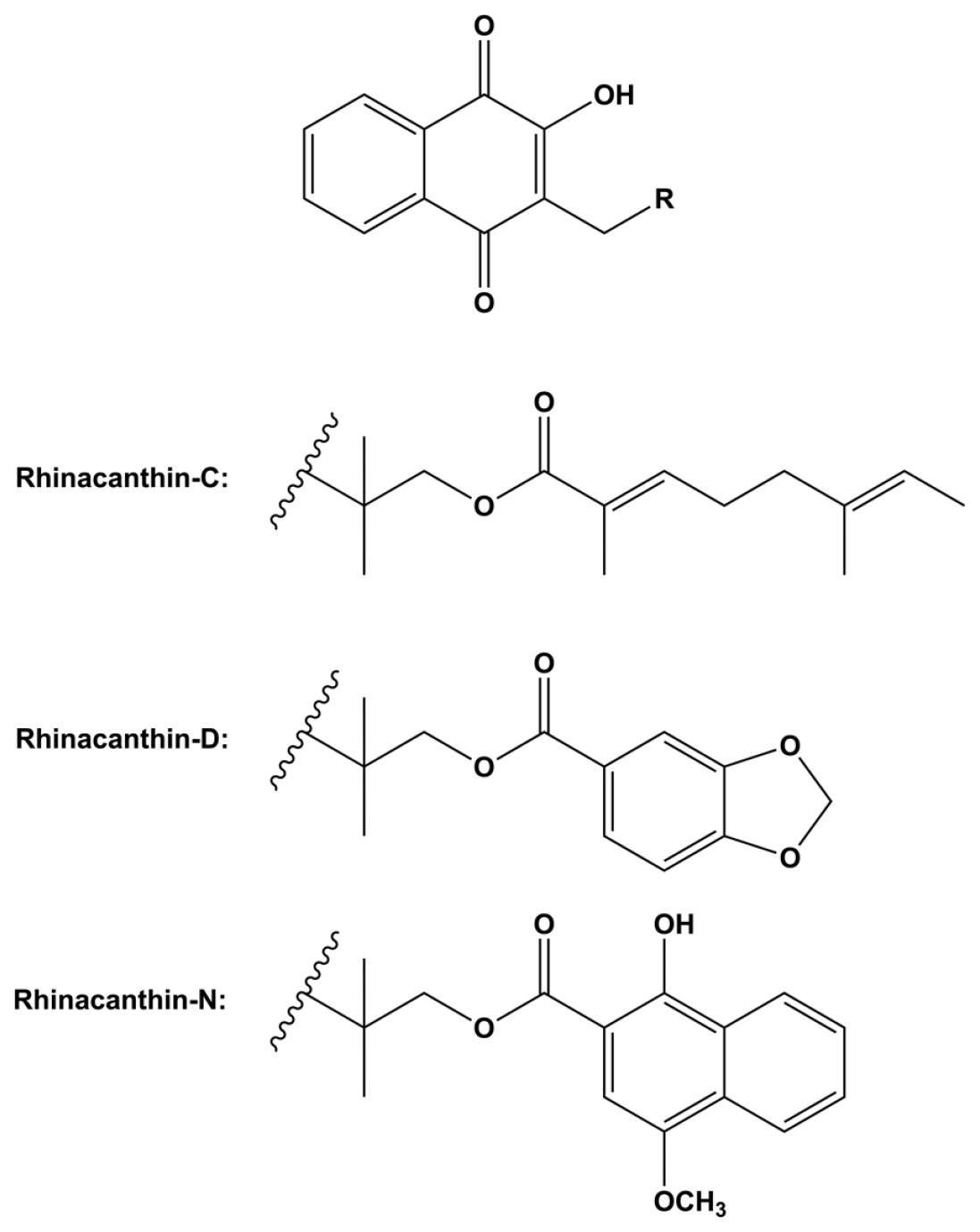 Enhanced Rhinacanthin Production in Rhinacanthus nasutus Roots Using a Hydroponics and Elicitation System