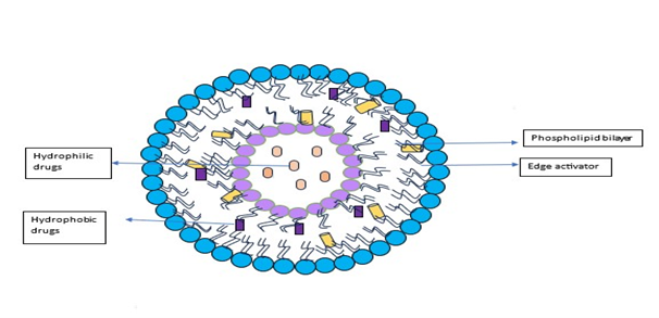 Exploring Transferosomes: A Comprehensive Review of Novel Strategies and Applications in Drug Delivery