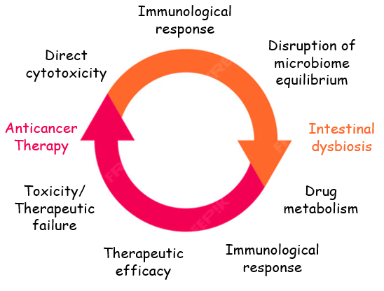 Diet-Driven Alterations in Gut Microbiota and their Implications for Cancer Therapy: A Review