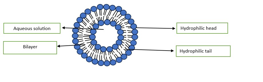 Ufasomes: The Symphony of Drug Delivery
