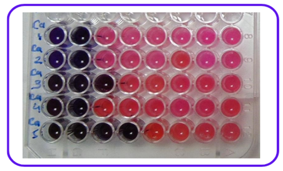 Innovative Thiophene Schiff Bases: Synthesis and Evaluation as Antitubercular Agents