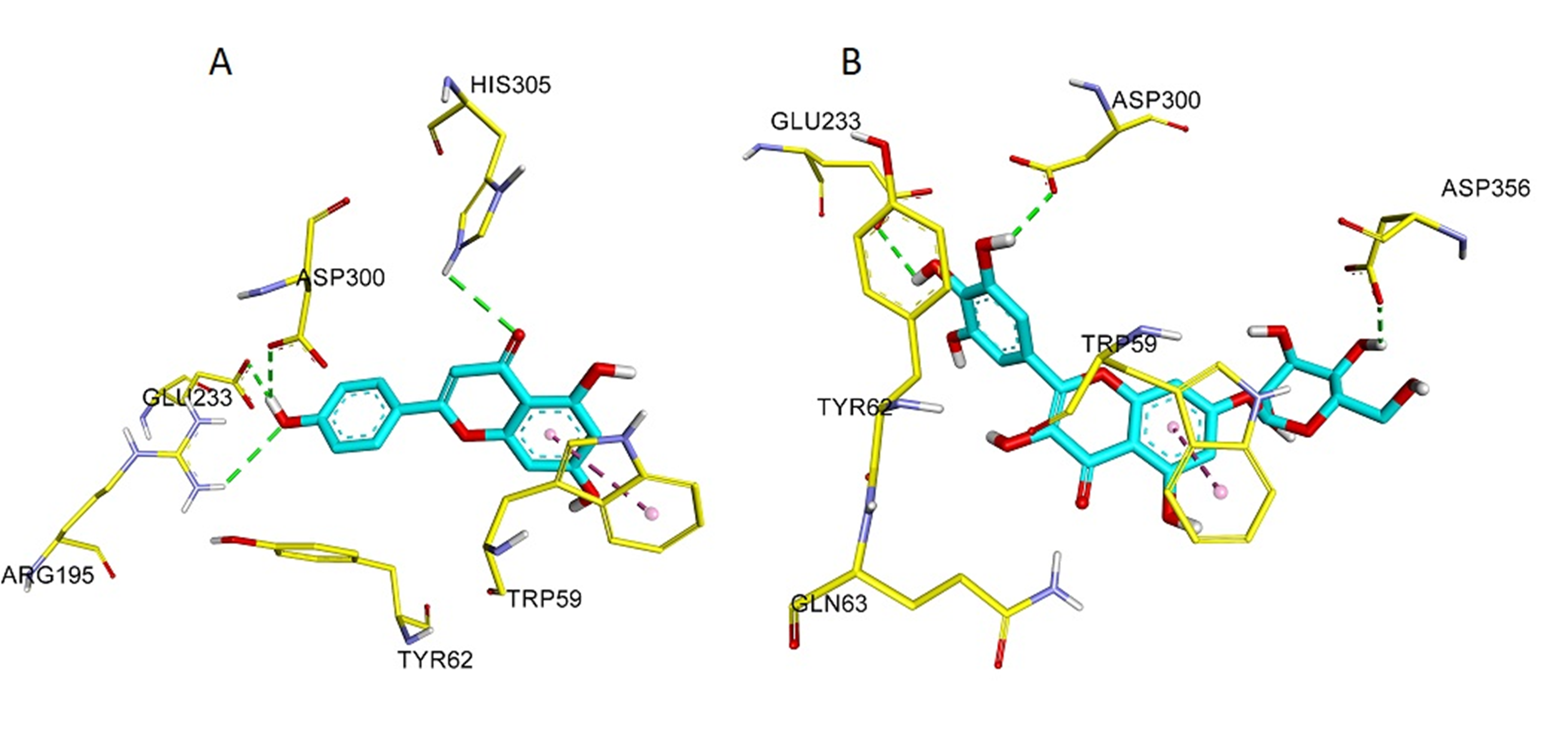 Molecular docking Toxicological profile, Antioxidant and Antidiabetic Potential of Hydroalcoholic Extract of Leaves of Euphorbia indica (Lam.) from Saudi Arabia