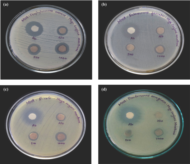 Antibacterial and Antifungal Activities of Mercury Based Traditional Siddha Herbo-Metallic Formulation Mega Sanjeevi Mathirai against Selected Urogenital Pathogens