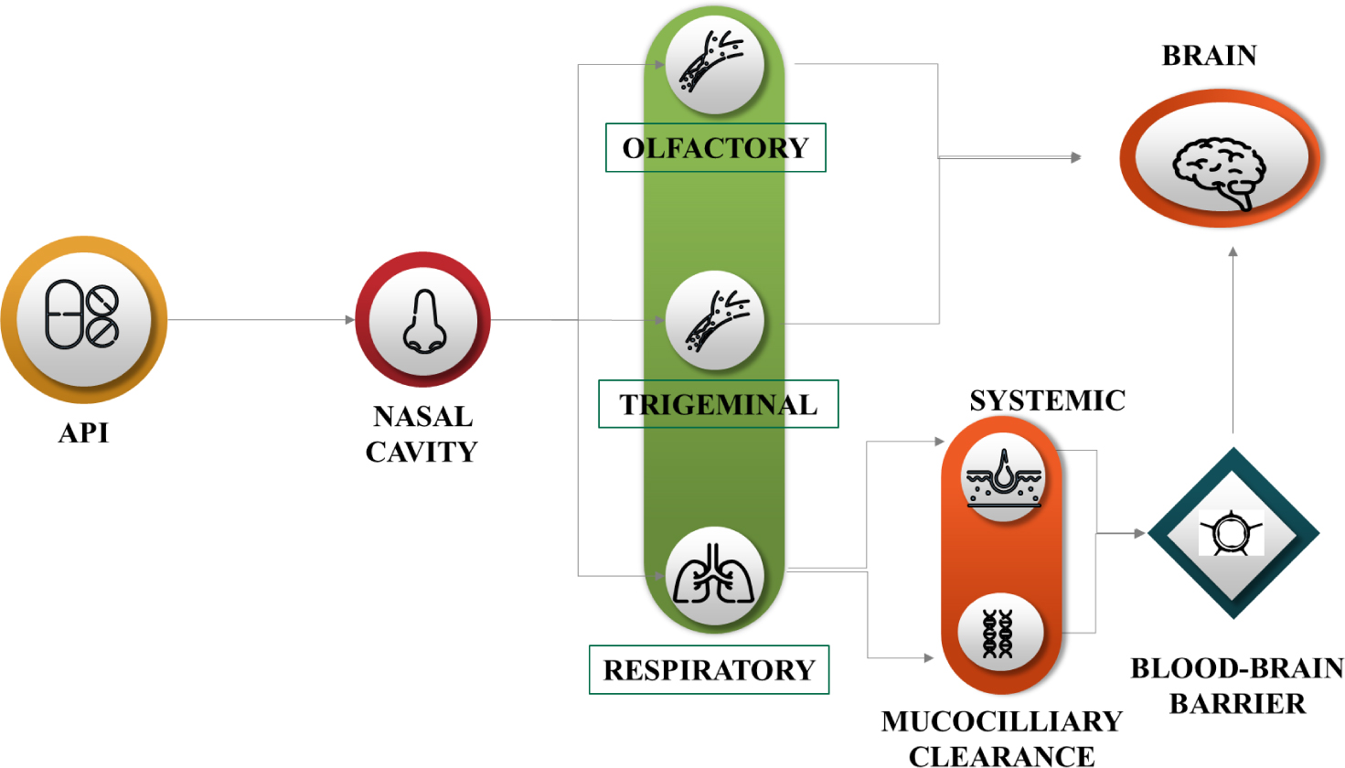 Recent Advances in Intranasal Delivery with Lipid Nanoparticles for Brain Targeting: A Review
