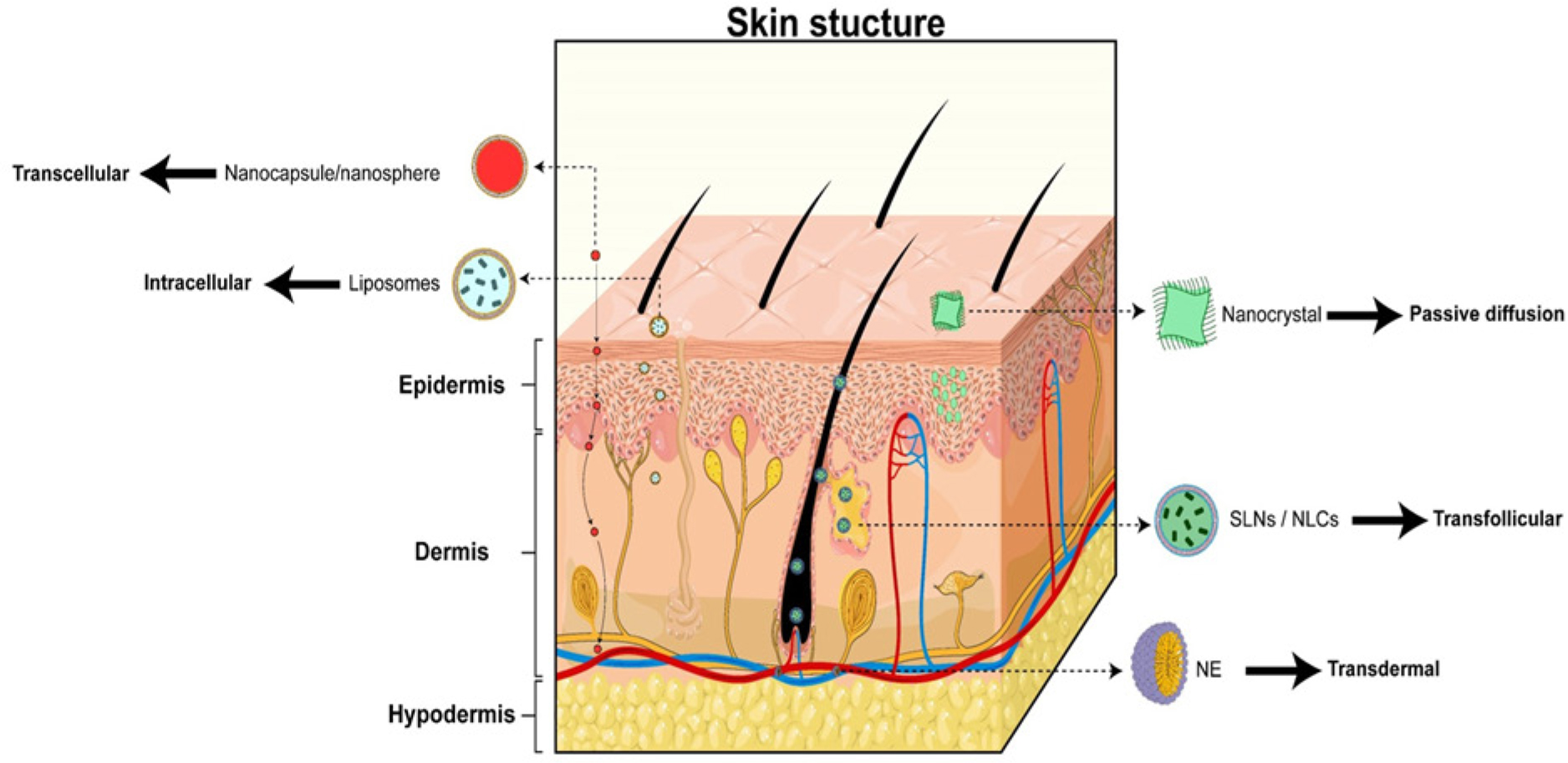 Navigating Effective Therapeutic Strategies for Dermatophytosis
