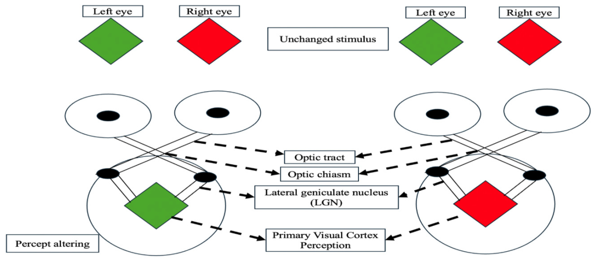 The Binocular Rivalry: The Phenomenon of Interocular or Perceptual Competitions?