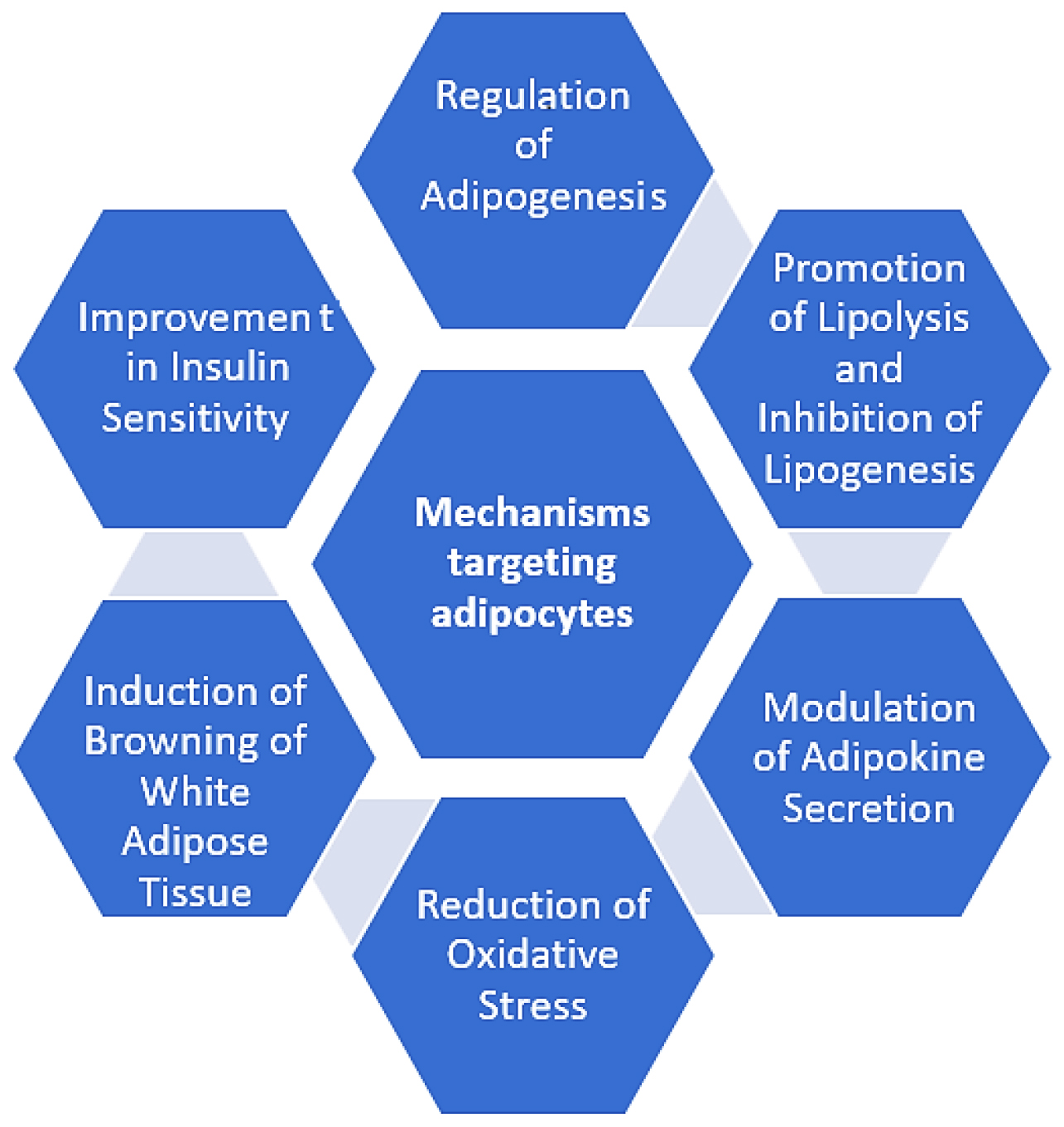 Effects of Phytoconstituents on Adipocytes in the Management of Obesity and Hyperinsulinemia