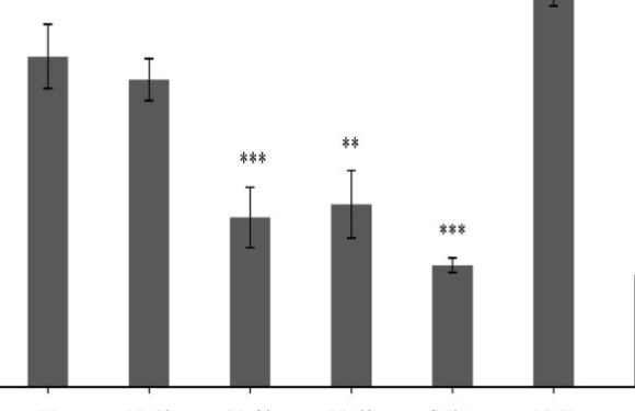 The Effect of Marrubium vulgare on Morphine Tolerance and Withdrawal Syndrome in Male Rats